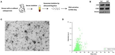 Osteoporosis Is Characterized by Altered Expression of Exosomal Long Non-coding RNAs